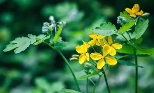 Plante medicinale miraculoase care se găsesc în România: Rostopască